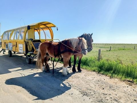 Hallig Hooge Häuser, Hallig Hooge Haus kaufen