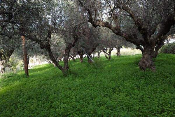 Kreta, Kalyves: Grundstück mit bezauberndem Meerblick zu verkaufen, nur wenige Schritte vom Strand entfernt