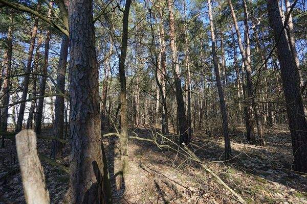 Auf dem Grundstück (2).jpg