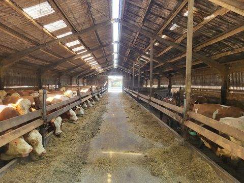 Hüde Bauernhöfe, Landwirtschaft, Hüde Forstwirtschaft