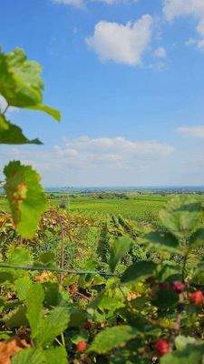 Blick Obergeschoss-Terrasse.jpg