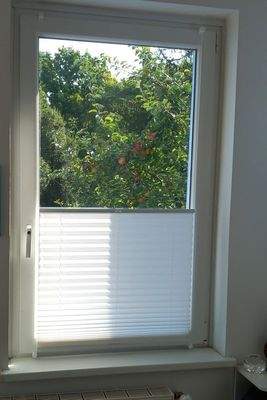 Blick auf den Apfelbaum