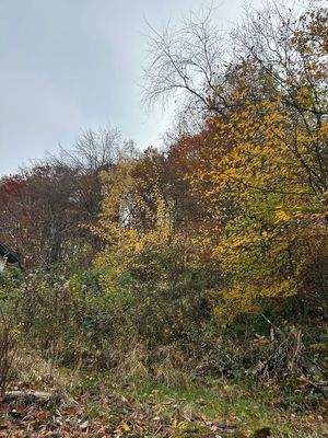 Geringer Rodungsaufwand