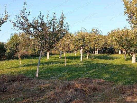 Garten mit Obstbäumen im Sommer
