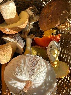 Pilze sammeln im eigenen Wald