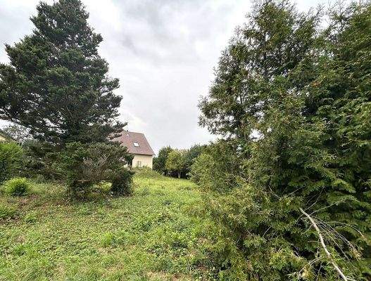 gesunder Baumbestand, Wiese hinter dem Haus