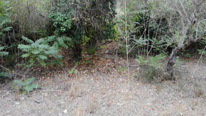 Kreta, Ag. Pavlos: Malerisches Grundstück in der Nähe von Gavalochori zum Verkauf