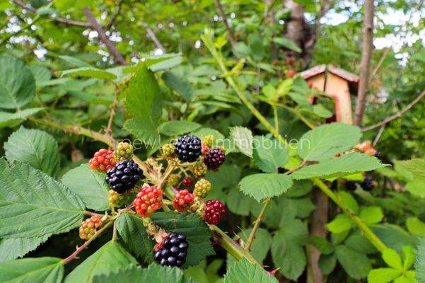 Brombeersträucher