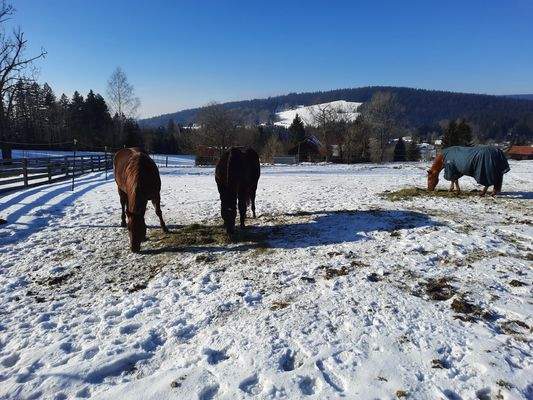 Winter - Impression
