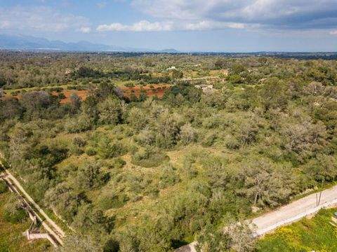 Algaida Grundstücke, Algaida Grundstück kaufen