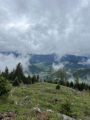 Ansicht Jungwald / Fernsicht