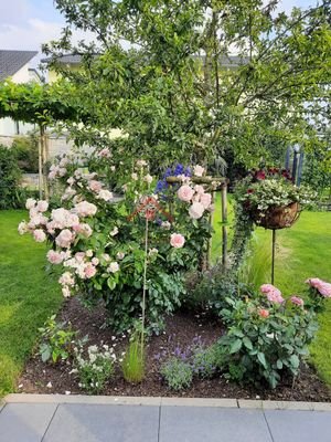 Kirschbaum