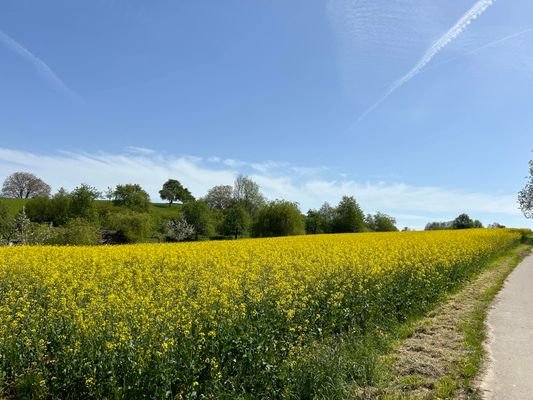 Direkter Blick ins Feld