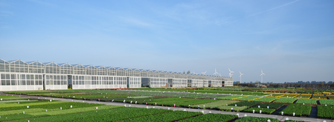 Bedburg Bauernhöfe, Landwirtschaft, Bedburg Forstwirtschaft