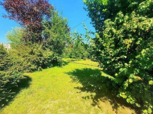 Viele Büsche und Bäume.jpg