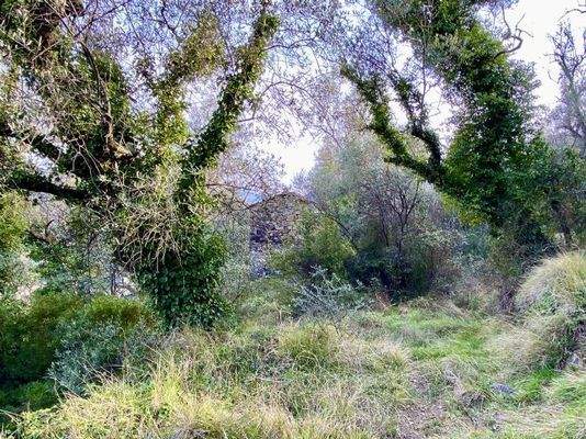 DA812_08 TERRA ITALIA IMMOBILIEN_LIGURIEN_DOLCEACQ