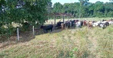Manaus Häuser, Manaus Haus kaufen