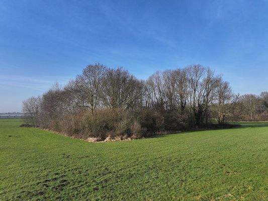 Blick auf den Waldbestand 