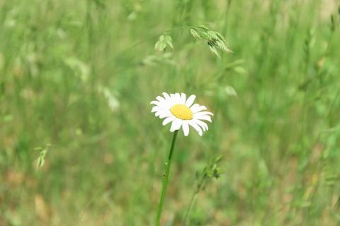 Villingen-Schwenningen-Weigheim Grundstücke, Villingen-Schwenningen-Weigheim Grundstück kaufen