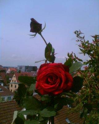 Terrassen-Galeriewohnung (9).jpg