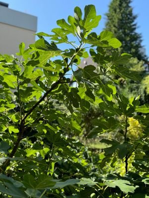 Feigenbaum