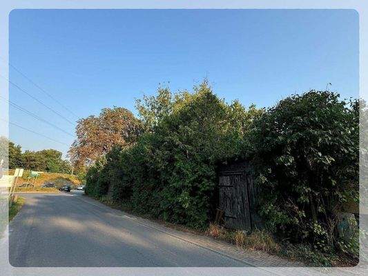 alter Baum- und Strauchbestand