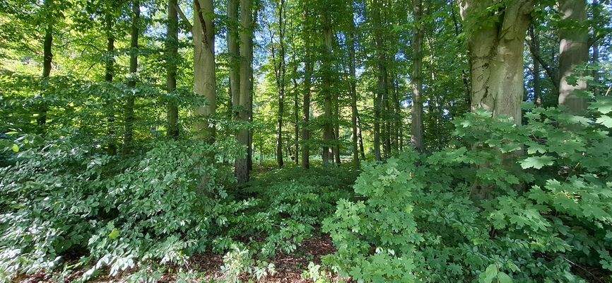 Wilhelm-Wunderlich-Park