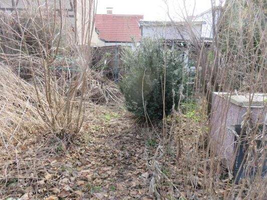 Gartenfläche mit Baumwuchs