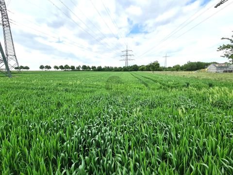 Bad Homburg vor der Höhe / Ober-Erlenbach Bauernhöfe, Landwirtschaft, Bad Homburg vor der Höhe / Ober-Erlenbach Forstwirtschaft