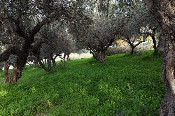 Kreta, Kalyves: Grundstück mit bezauberndem Meerblick zu verkaufen, nur wenige Schritte vom Strand entfernt