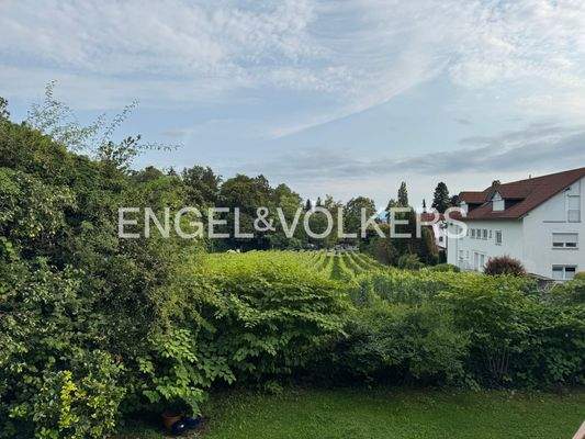 Blick über die Weinreben