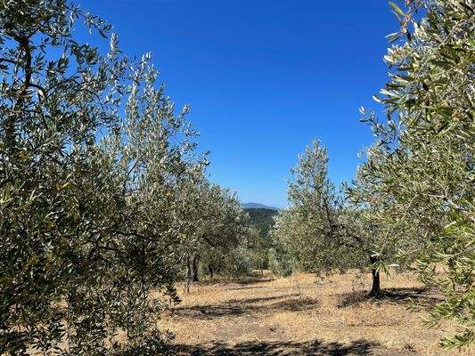 Grundstück Olivenhain