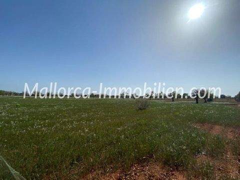 Campos Mallorca Grundstücke, Campos Mallorca Grundstück kaufen