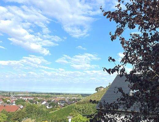 Fantastischer Blick in die Rheinebene und die Weinberge