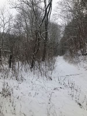 Waldgrundstück