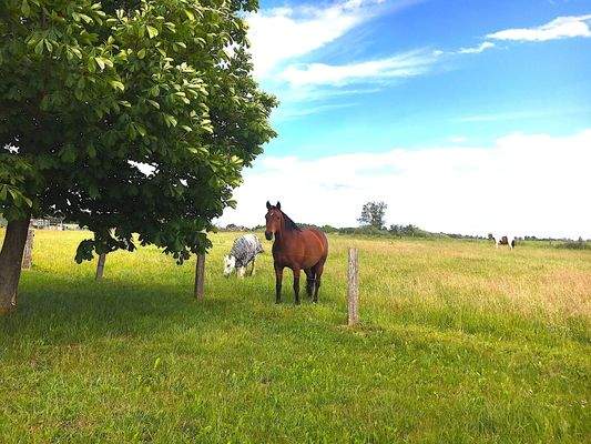 Pferde in der Nachbarschaft