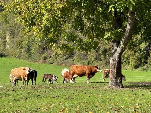 Nikolsdorf Grundstücke, Nikolsdorf Grundstück kaufen