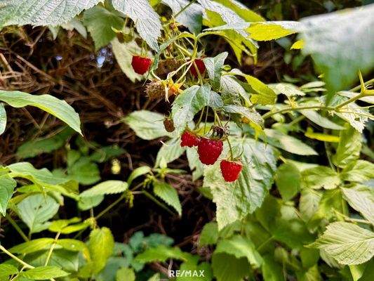 Himbeeren