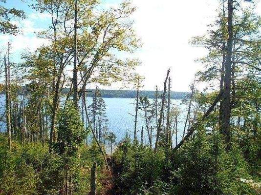 entlang der ausgeholzten Vermessungslinie