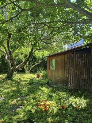 Apfel- & Feigenbaum & Schuppen