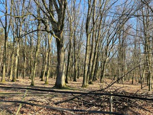 Wald Dammwildgehege.jpg