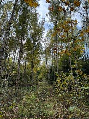 Blick in den Wald 3.JPG