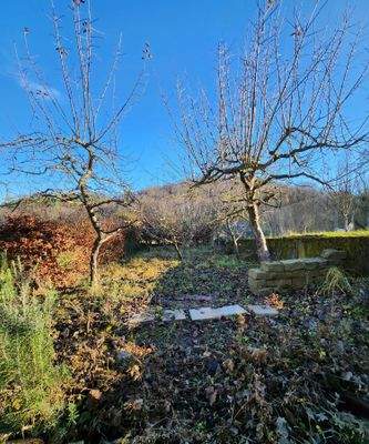 Garten / Obstbaumbestand