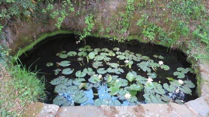 Kleiner Teich in der Zufahrt