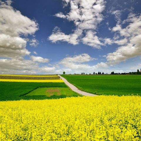 Großaitingen Bauernhöfe, Landwirtschaft, Großaitingen Forstwirtschaft