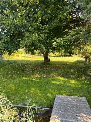 Alte Linde in der Nähe des Bootssteges