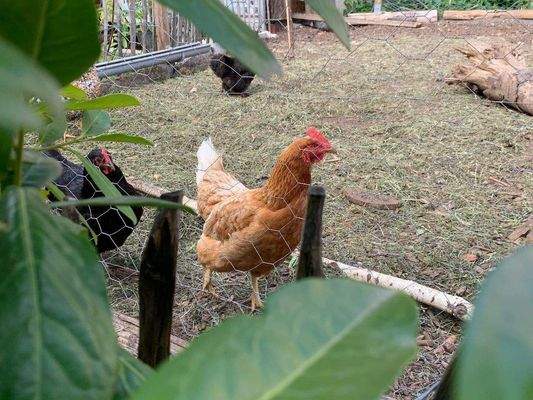 Aktuelle Bewohner.JPG