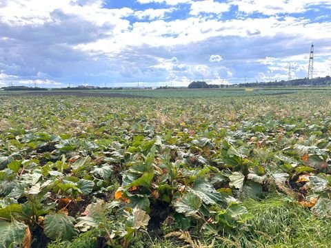 Hürth Bauernhöfe, Landwirtschaft, Hürth Forstwirtschaft