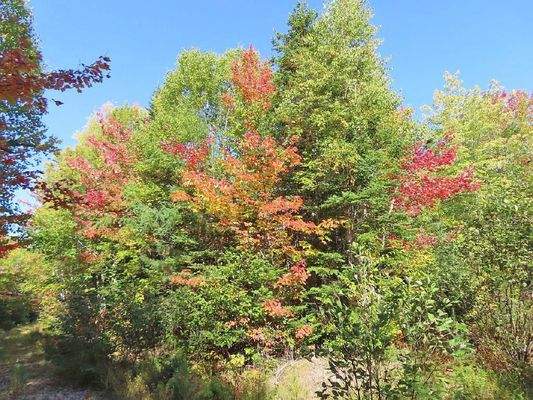 Nova Scotia - West Side Country Harbour - 52-Hekta