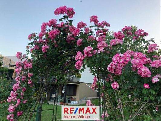 Rosenpracht im Garten